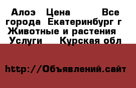 Алоэ › Цена ­ 150 - Все города, Екатеринбург г. Животные и растения » Услуги   . Курская обл.